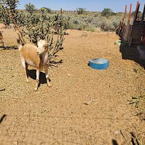 Glamping at Our Desert Homestead
