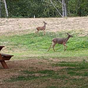 Powder Creek Campsites