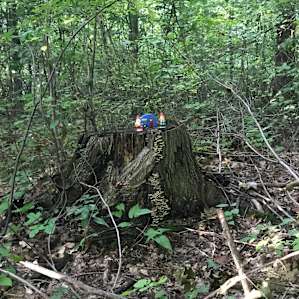 Gnomes