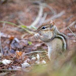 Our little chipmunk friend enjoying a mushroom snack