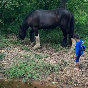 Meeting the horses