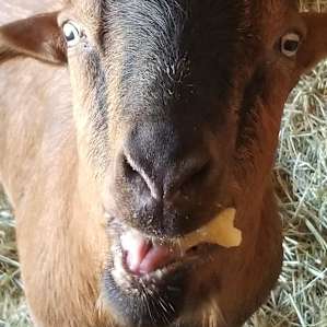Those goats are super well taken care off