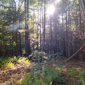 Hart Hideaway among ferns and pines