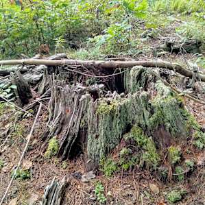 Hart Hideaway among ferns and pines