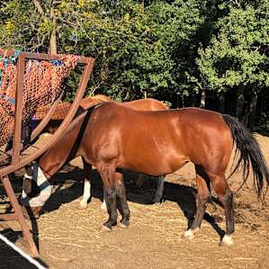 Two of the host’s lovely horses.