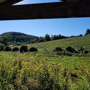 The view from my hammock.