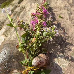 Wild flowers that were foraged near Ten Mile River.