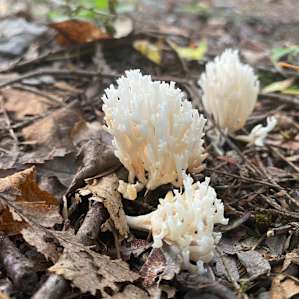 Some mushrooms we found growing on the property! Lots of interesting plants and wildlife.
