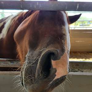 Rancho del Nido RV Horse Camp
