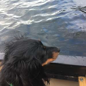 Our dachshund enjoying the canoe ride.