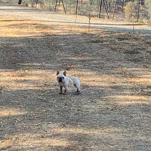 The escape of the wild French bulldog with her muddy paws