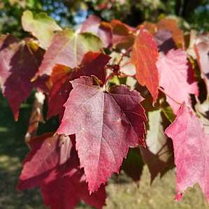 Fall colors!