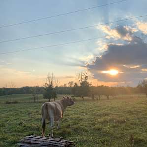 Away From The World