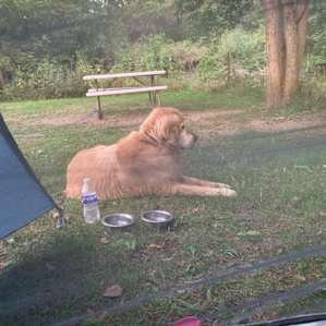 Tent Camping at Shady Brook