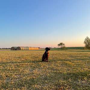 Dog’s dream vaca