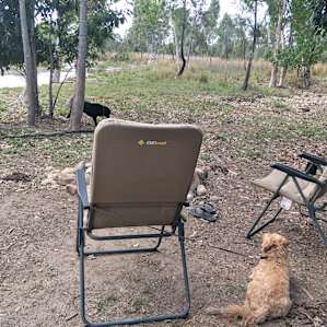 Dogs enjoying the creek & camp