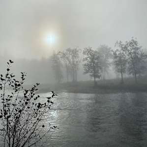 Among the Pines Along the River