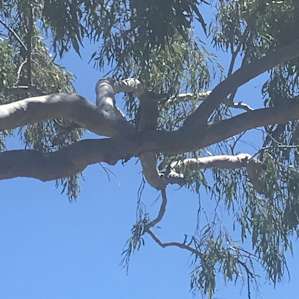 Beautiful kookaburra