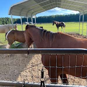 Horses 🥰