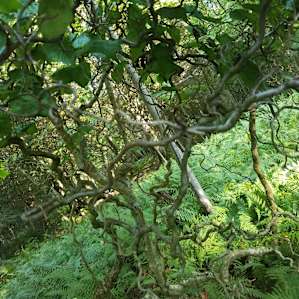 All ferns most of the time