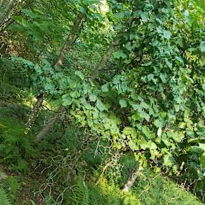 All ferns most of the time