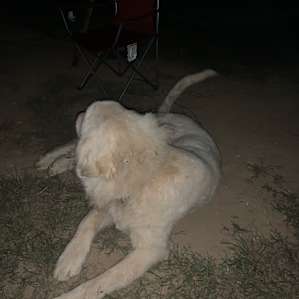 Camping on Farm & Animal Sanctuary