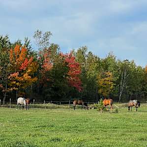 For the Love of Sacred Horses