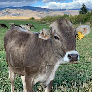Mentzer Ranch