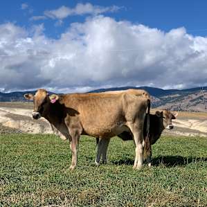 Mentzer Ranch