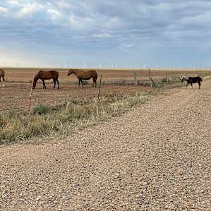 Coyote Breaks Farm