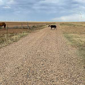 Coyote Breaks Farm