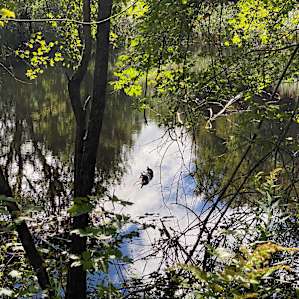 Blueberry orchard by the pond