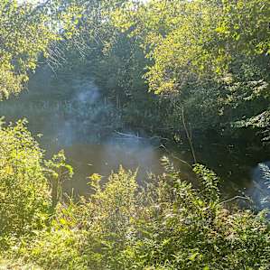 Blueberry orchard by the pond