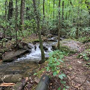 The walk down to the falls is lovely and the sounds were incredible