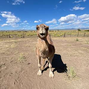 Camels and a Yurt
