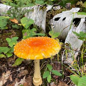 Foot high mushrooms, hawks, squirrels, chipmunks, bunnies, and amazing birds! Linda and Chris have gone above and beyond to make trails to explore right on the property!