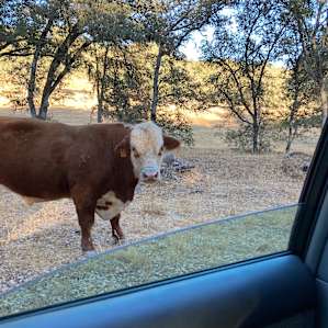 Resident bull wandering the property