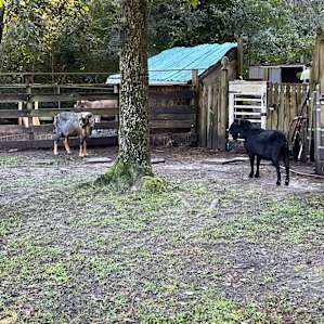 Charleston Tiny House on Goat Farm