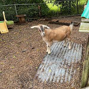 Charleston Tiny House on Goat Farm