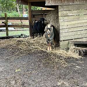 Charleston Tiny House on Goat Farm