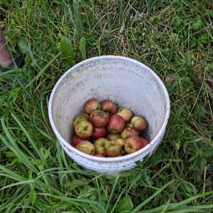 Foraged apples!
