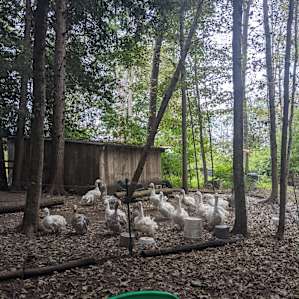 The gorgeous rare geese!