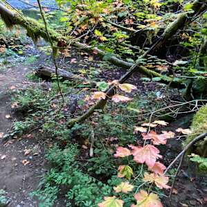 Tranquil Acres