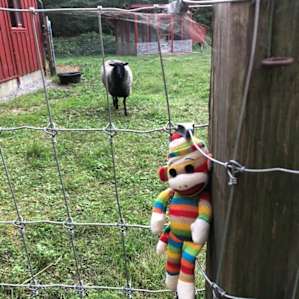 Lalo is a stuffed animal of my sister's who has been around the world (China, Indonesia, Africa, Spain, Portugal - you get the picture). He made friends with the sheep, but complained that the Boston accent (BAHHHH!) made it hard to communicate, lol!