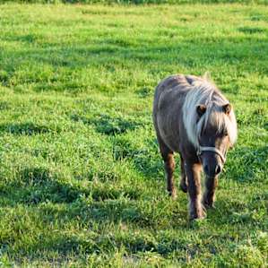 The Good Earth Farm RV Site