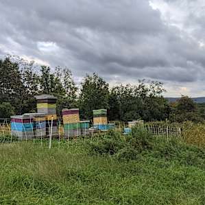 Beautiful beehives
