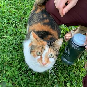 Friendly barn kitty!