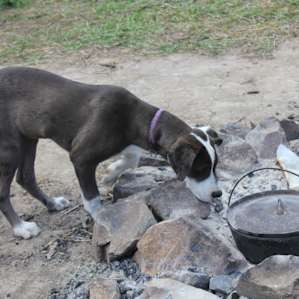 Great little fire pit on the campsite which we enjoyed cooking on!