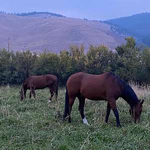 Rusty Nail Farm