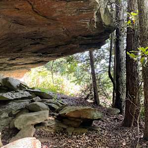 Hardwood forest